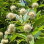 Buttonbush Cephalanthus occidentalis 100 Seeds