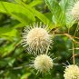 Buttonbush Cephalanthus occidentalis 100 Seeds