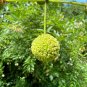 Buttonbush Cephalanthus occidentalis 100 Seeds