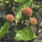 Buttonbush Cephalanthus occidentalis 100 Seeds