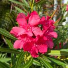 Pink Oleander Nerium oleander 20 Seeds