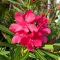 Pink Oleander Nerium oleander 20 Seeds