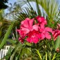 Pink Oleander Nerium oleander 20 Seeds