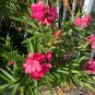 Pink Oleander Nerium oleander 20 Seeds