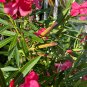 Pink Oleander Nerium oleander 20 Seeds