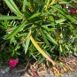 Pink Oleander Nerium oleander 20 Seeds