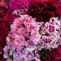 Sweet William  2000 Seeds  Dianthus barbatus