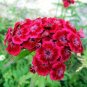 Sweet William  2000 Seeds  Dianthus barbatus