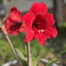 Red Amaryllis Hippeastrum x hortorum 20 Seeds
