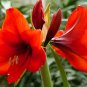 Red Amaryllis Hippeastrum x hortorum 20 Seeds