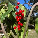 Rouge Plant Wildflower Rivina humilis 20 Seeds Rouge Plant Wildflower Rivina humilis 20 Seeds