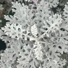 Dusty Miller  100 Seeds  Senecio maritimus