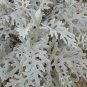 Dusty Miller 100 Seeds Senecio maritimus