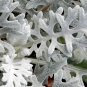 Dusty Miller 100 Seeds Senecio maritimus