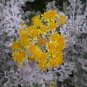 Dusty Miller 100 Seeds Senecio maritimus