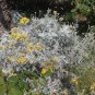 Dusty Miller 100 Seeds Senecio maritimus