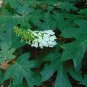 Oakleaf Hydrangea Hydrangea quercifolia 100 Seeds