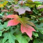 Oakleaf Hydrangea Hydrangea quercifolia 100 Seeds