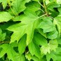 Oakleaf Hydrangea Hydrangea quercifolia 100 Seeds