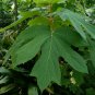 Oakleaf Hydrangea Hydrangea quercifolia 100 Seeds