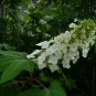 Oakleaf Hydrangea Hydrangea quercifolia 100 Seeds