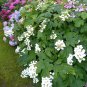 Oakleaf Hydrangea Hydrangea quercifolia 100 Seeds