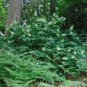 Oakleaf Hydrangea Hydrangea quercifolia 100 Seeds