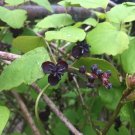 Three Leaf Akebia Chocolate Vine Akebia trifoliata 10 seeds Three Leaf Akebia Chocolate Vine Akebia trifoliata 10 seeds