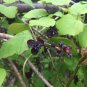 Three Leaf Akebia Chocolate Vine Akebia trifoliata 10 seeds