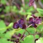 Three Leaf Akebia Chocolate Vine Akebia trifoliata 10 seeds