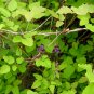 Three Leaf Akebia Chocolate Vine Akebia trifoliata 10 seeds