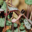 String of Hearts  10 Seeds  Ceropegia woodii