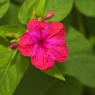 Red Four O'clock Mirabilis jalapa 100 Seeds Red Four O'clock Mirabilis jalapa 100 Seeds