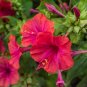 Red Four O'clock Mirabilis jalapa 100 Seeds