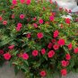 Red Four O'clock Mirabilis jalapa 100 Seeds