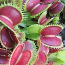 Venus Flytrap Dionaea muscipula 10 Seeds Venus Flytrap Dionaea muscipula 10 Seeds