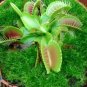 Venus Flytrap Dionaea muscipula 10 Seeds