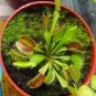 Venus Flytrap Dionaea muscipula 10 Seeds