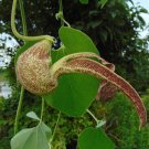 Mottled Dutchmans Pipe Aristolochia labiata 20 Seeds