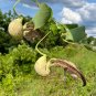 Mottled Dutchmans Pipe Aristolochia labiata 20 Seeds
