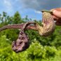 Mottled Dutchmans Pipe Aristolochia labiata 20 Seeds