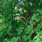 Mottled Dutchmans Pipe Aristolochia labiata 20 Seeds