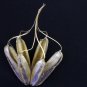 Mottled Dutchmans Pipe Aristolochia labiata 20 Seeds