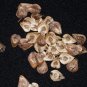 Mottled Dutchmans Pipe Aristolochia labiata 20 Seeds