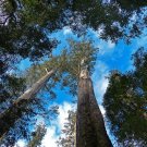 Mountain Ash Eucalyptus regnans 100 Seeds Mountain Ash Eucalyptus regnans 100 Seeds