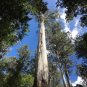 Mountain Ash Eucalyptus regnans 100 Seeds