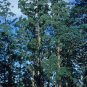Mountain Ash Eucalyptus regnans 100 Seeds