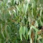 Mountain Ash Eucalyptus regnans 100 Seeds