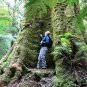 Mountain Ash Eucalyptus regnans 100 Seeds