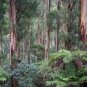 Mountain Ash Eucalyptus regnans 100 Seeds